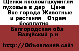Щенки ксолоитцкуинтли пуховые в дар › Цена ­ 1 - Все города Животные и растения » Отдам бесплатно   . Белгородская обл.,Валуйский р-н